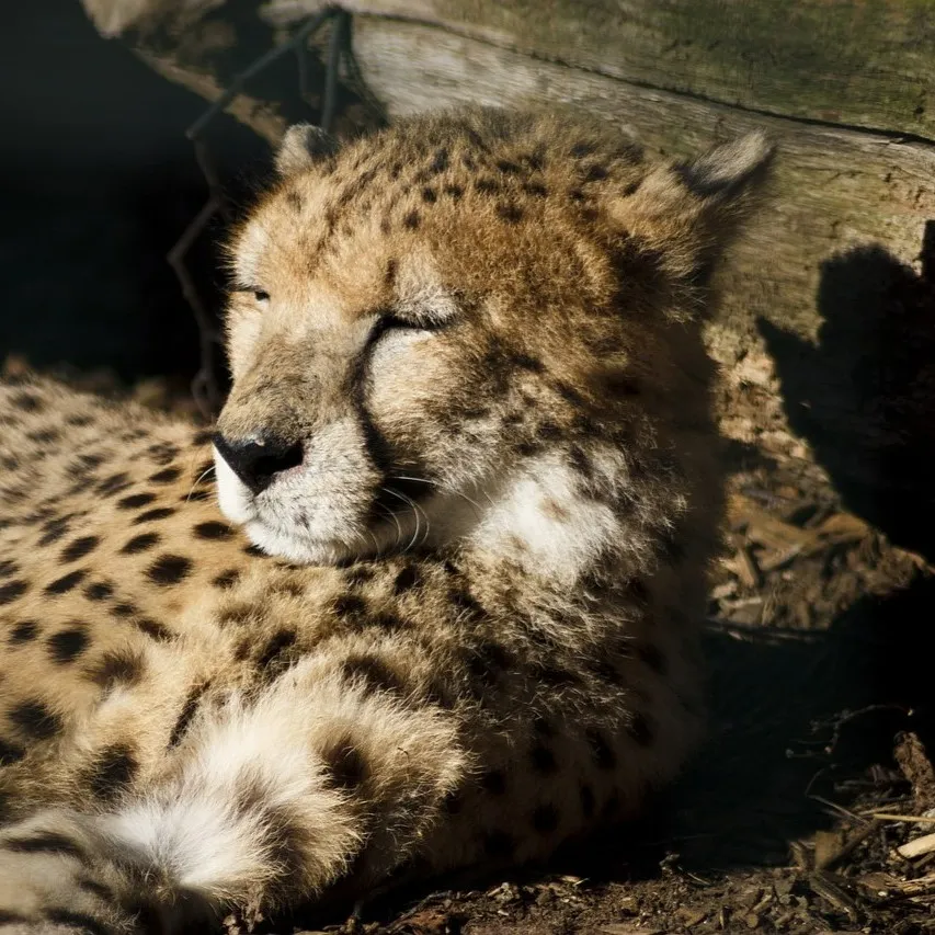 sleepy leopard