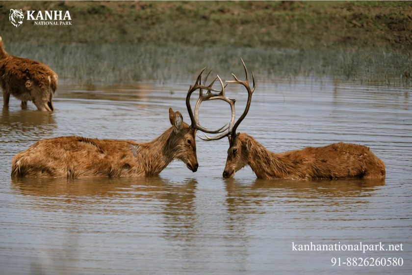 Barasingha in Kanha National Park